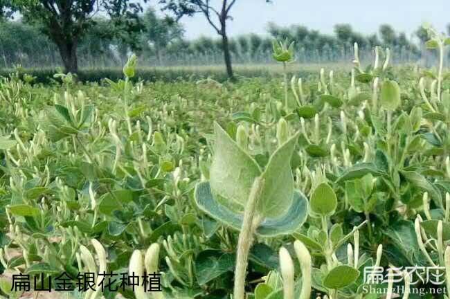 峨山高產(chǎn)的的理論依據(jù) 峨山高產(chǎn)的的理論依據(jù)