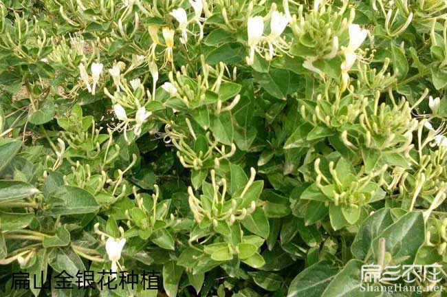 馬江鎮(zhèn)油茶苗的佳種 馬江鎮(zhèn)油茶苗的佳種