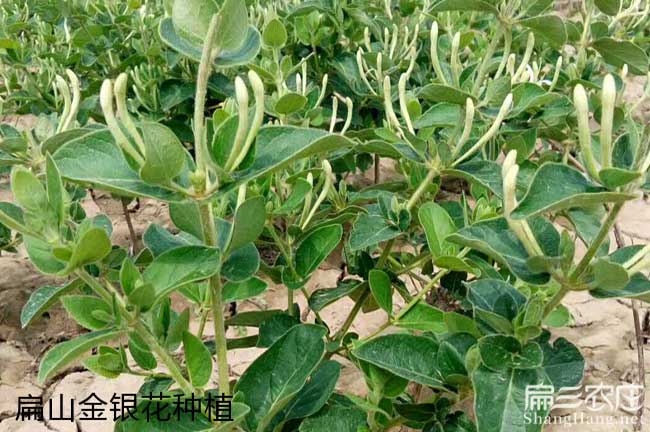 造林地的選擇與地區(qū)區(qū) 造林地的選擇與地區(qū)區(qū)