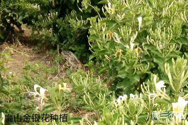金城江區(qū)紅花茶油和白 金城江區(qū)紅花茶油和白