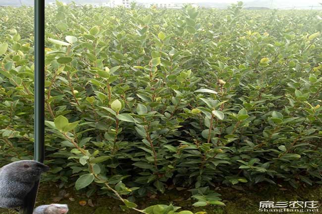 平果縣源茶樹苗日常管 平果縣源茶樹苗日常管