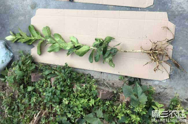 鐘山區(qū)油茶種植在泰國(guó) 鐘山區(qū)油茶種植在泰國(guó)