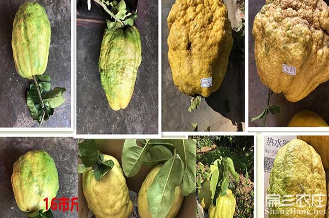 和江西贛無品種出油率 和江西贛無品種出油率