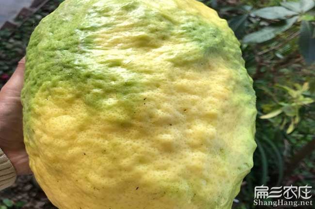 岳圩鎮(zhèn)中國油茶種植基 岳圩鎮(zhèn)中國油茶種植基