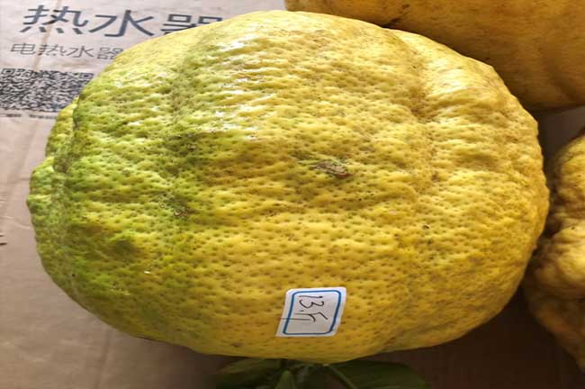 怒江源油茶苗的土壤耕 怒江源油茶苗的土壤耕