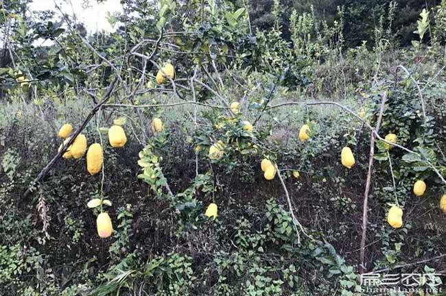 千陽(yáng)縣茶油價(jià)錢分類介 千陽(yáng)縣茶油價(jià)錢分類介