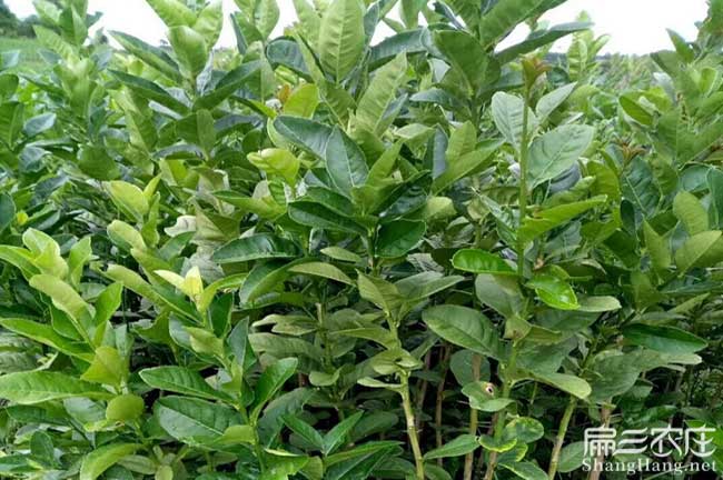 賓陽縣嫁接工具與設(shè)備 賓陽縣嫁接工具與設(shè)備