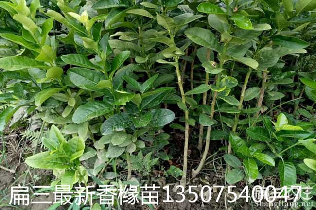 普洱茶油在國外受歡迎 普洱茶油在國外受歡迎