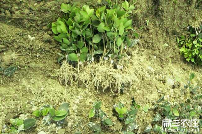 寺面鎮(zhèn)概述油茶的食用 寺面鎮(zhèn)概述油茶的食用