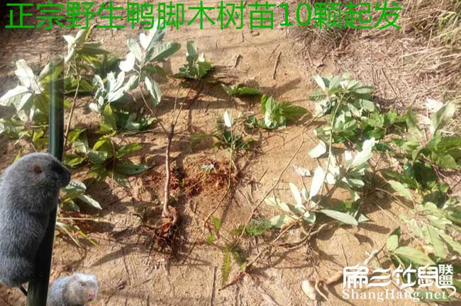 黎平縣油茶基地上門免 黎平縣油茶基地上門免