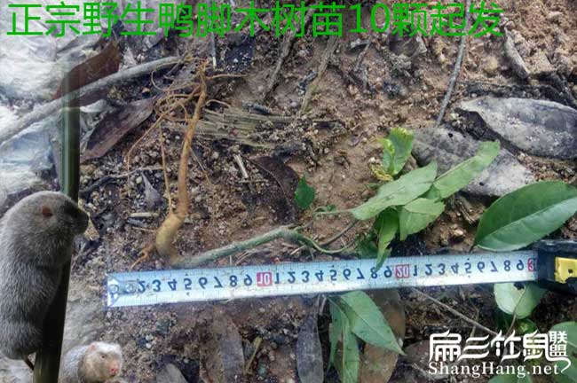 德宏扁山茶樹(shù)苗種植多 德宏扁山茶樹(shù)苗種植多