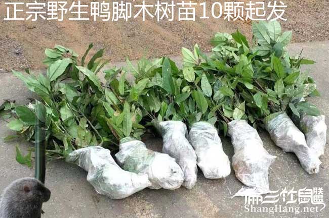 清水口鎮(zhèn)扁山發(fā)展油茶 清水口鎮(zhèn)扁山發(fā)展油茶