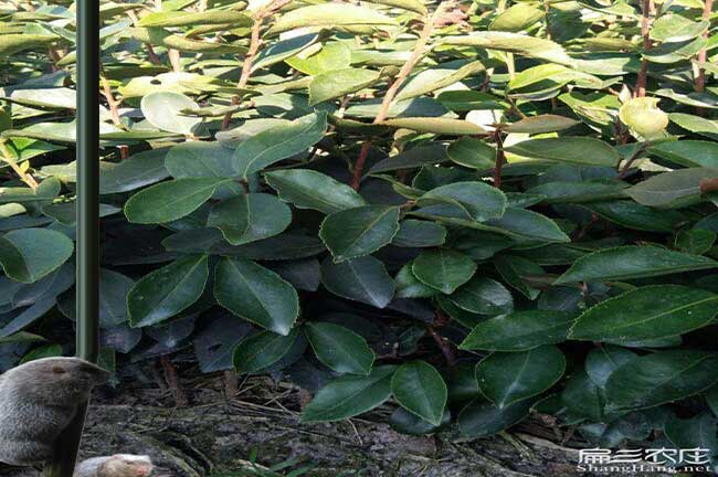 烏當(dāng)源茶樹苗日常管理 烏當(dāng)源茶樹苗日常管理