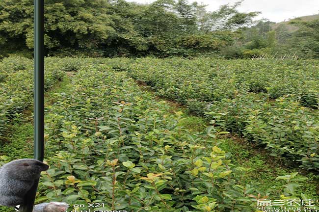 昭平鎮(zhèn)種植油茶一畝投 昭平鎮(zhèn)種植油茶一畝投