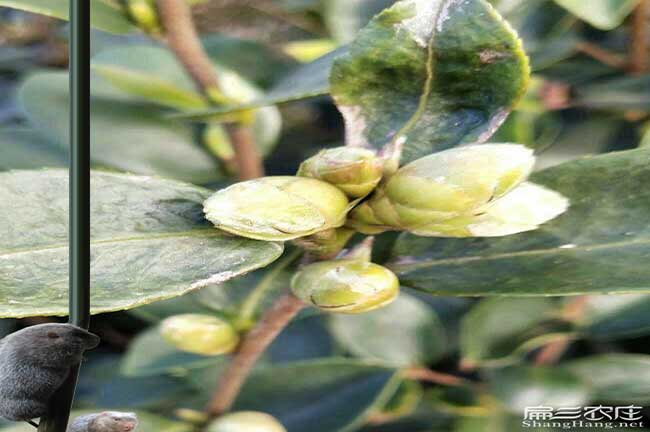 洪江油茶種植 洪江油茶種植