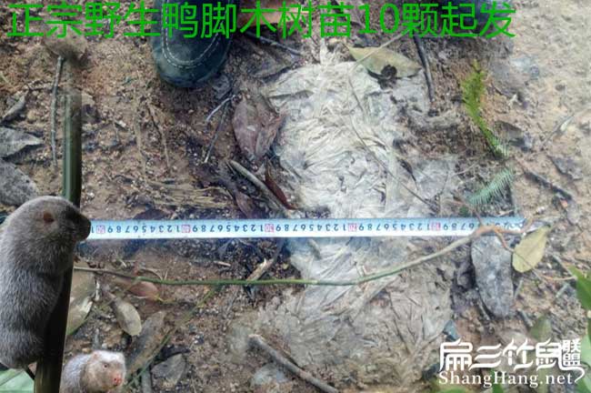 小圍寨茶油種子芽子、 小圍寨茶油種子芽子、