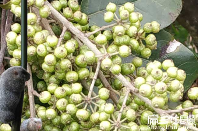 寧洱國新品種油茶 寧洱國新品種油茶