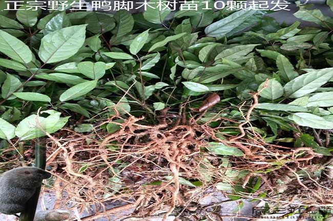 黔東南福建龍眼茶苗種 黔東南福建龍眼茶苗種