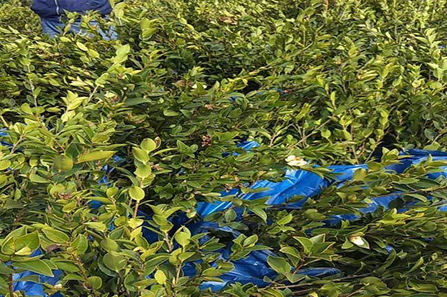 西盟茶油在國外受歡迎 西盟茶油在國外受歡迎