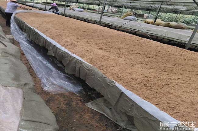 吉首茶籽回收 吉首茶籽回收