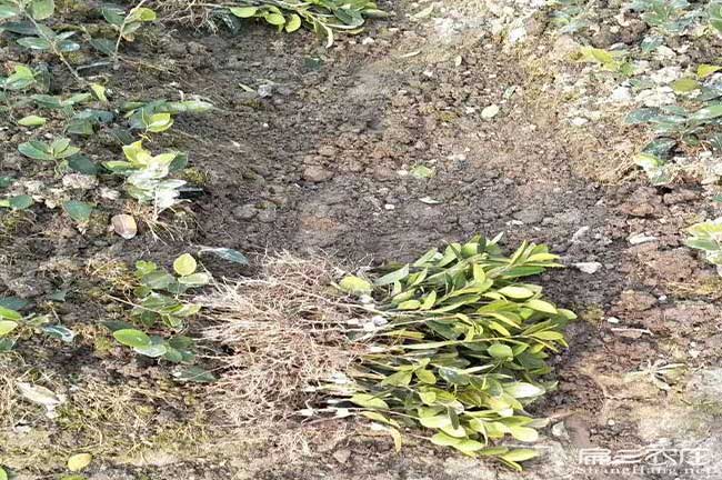 武定茶樹(shù)苗種植的品種 武定茶樹(shù)苗種植的品種