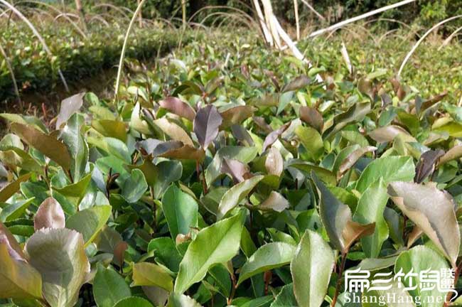 榆陽北方扁山茶油多少 榆陽北方扁山茶油多少