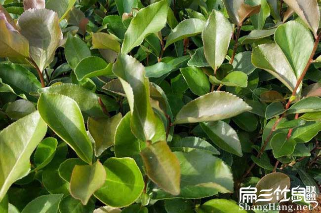滁州油茶苗按年份出售 滁州油茶苗按年份出售