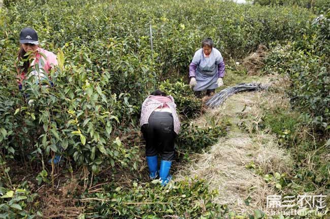 大坡外鎮(zhèn)茶樹苗的管理 大坡外鎮(zhèn)茶樹苗的管理