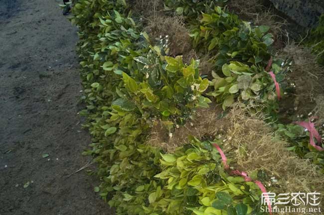 永安油茶苗批發(fā) 永安油茶苗批發(fā)