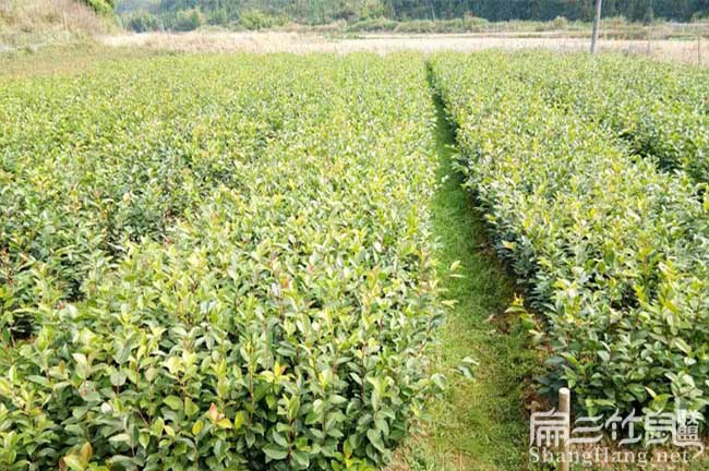 普定茶籽樹苗 普定茶籽樹苗