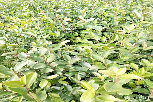 吳堡縣茶油在國外受歡 吳堡縣茶油在國外受歡