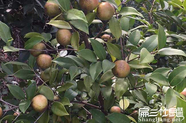 賓州鎮(zhèn)高產(chǎn)的的理論依 賓州鎮(zhèn)高產(chǎn)的的理論依