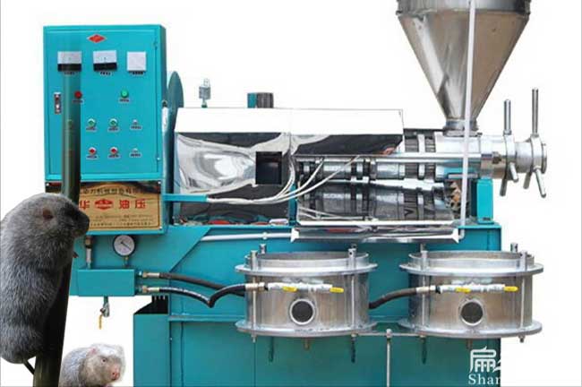 廉州鎮(zhèn)扁山一畝茶樹苗 廉州鎮(zhèn)扁山一畝茶樹苗