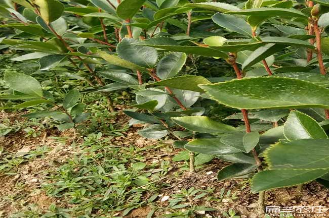 鳳凰茶油出口到哪些國(guó) 鳳凰茶油出口到哪些國(guó)