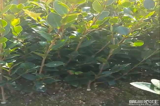 昭通國新品種油茶 昭通國新品種油茶