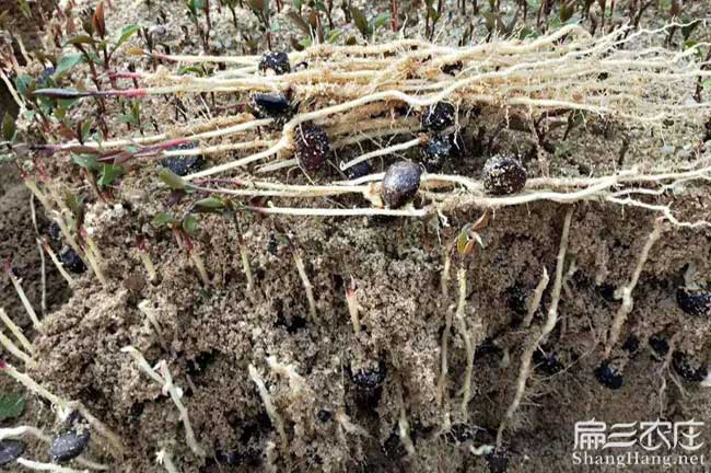 如果在景東種植油茶正 如果在景東種植油茶正