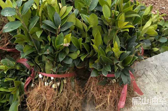 保山高產(chǎn)的的理論依據(jù) 保山高產(chǎn)的的理論依據(jù)