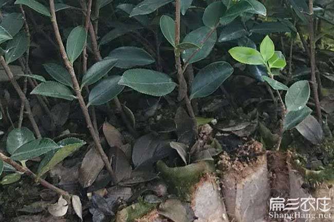 咸寧油茶苗種植 咸寧油茶苗種植