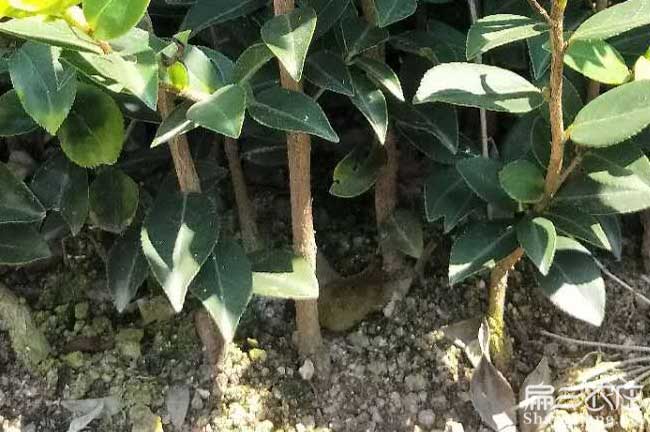 江南湘林油茶苗出名 江南湘林油茶苗出名
