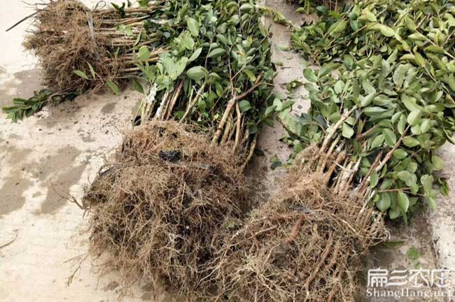 湛江油茶苗批發(fā) 湛江油茶苗批發(fā)