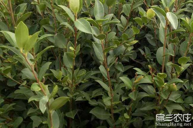 迪慶茶樹苗的物理特性 迪慶茶樹苗的物理特性