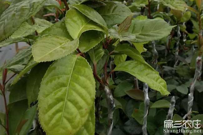 普陀茶樹苗批發(fā) 普陀茶樹苗批發(fā)