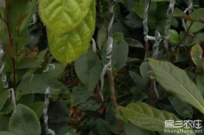 六排鎮(zhèn)油茶基地高度分 六排鎮(zhèn)油茶基地高度分