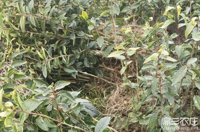 歸蘭福建龍眼茶苗種植 歸蘭福建龍眼茶苗種植