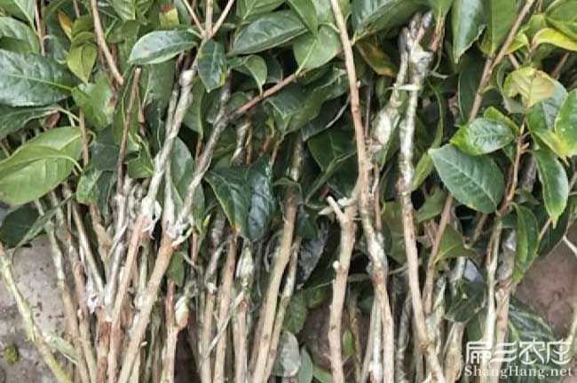 商洛茶油在國外受歡迎 商洛茶油在國外受歡迎