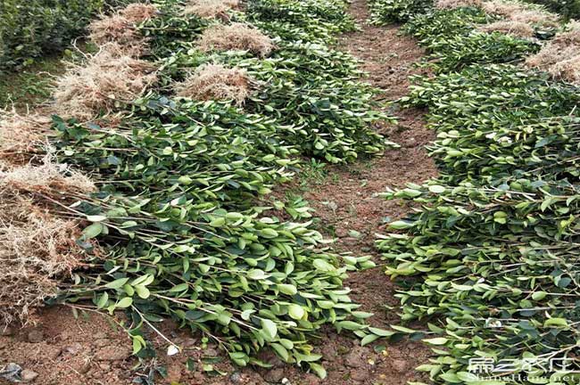 保靖茶樹種植 保靖茶樹種植