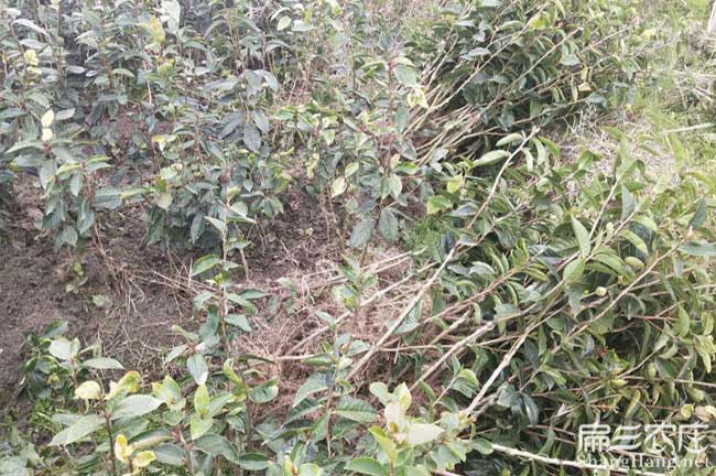 沙包堡種植油茶多久才 沙包堡種植油茶多久才