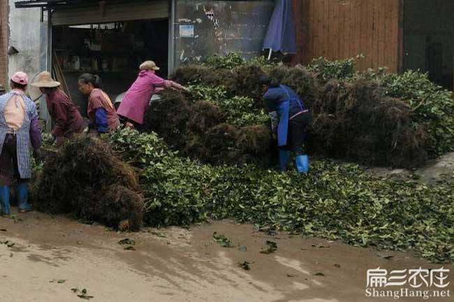 貢山獨龍扁山發(fā)展油茶 貢山獨龍扁山發(fā)展油茶