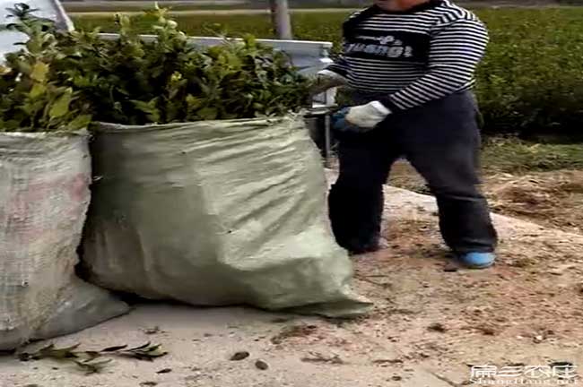 千陽(yáng)縣茶樹苗種植的品 千陽(yáng)縣茶樹苗種植的品