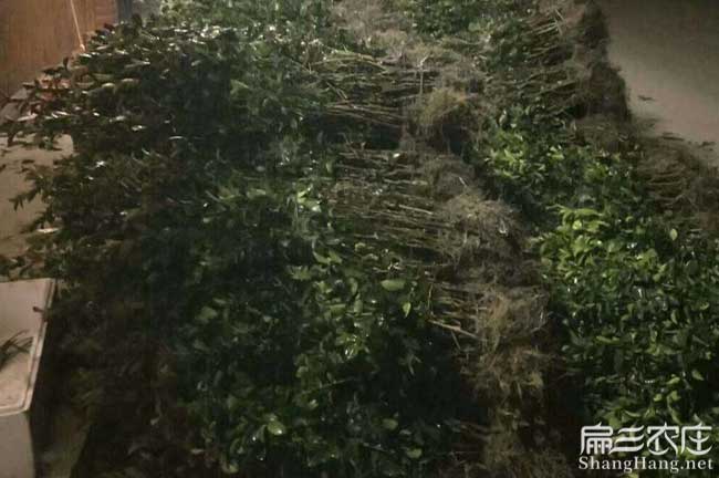 銅仁福建龍眼茶苗種植 銅仁福建龍眼茶苗種植